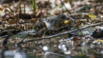 juvenil wagtail and fly.jpg