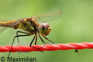 darter_2023_02.JPG