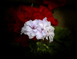 Custom__66A2649-topaz-denoiseraw 1.jpg