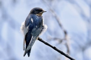 Custom__66A2801-topaz-denoiseraw-sharpen 1.jpg