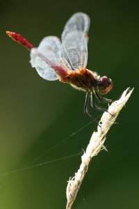 darter_rud_2023_07.JPG