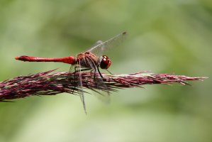 309A5332-DxO_Ruddy_darter crop.jpg