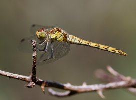 309A5343-DxO_female_Ruddy_darter_croped.jpg