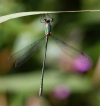 309A5673-DxO_Willow_Emerald_damselfly-ls-sm.jpg