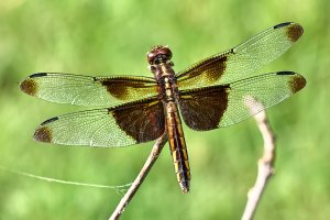 Dragonfly my back yard 8308 resized.JPG