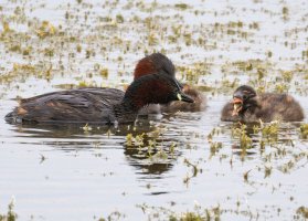 3R3A1018-DxO_little_grebe_feeding_chick+fish1-ls-tssh.jpg