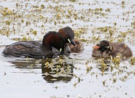 3R3A1020-DxO_little_grebe_feeding_chick+fish1-ls-smsh.jpg