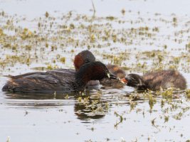 3R3A1024-DxO_little_grebe_feeding_chick+fish1-lssm_sh.jpg