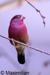firefinch_2023_01.JPG