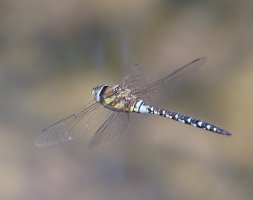 Migrant_Hawker_flying_stk-ts.jpeg