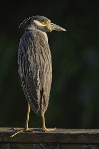 _A8A2242 Yellow-Crowned Night Heron Elm Lake BBSP 20230811.jpg