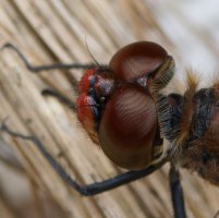 309A6212-DxO_ruddy_darter_dragonfly_1000mm_eyes_side.jpg 309A6212-DxO_ruddy_darter_dragonfly_1000mm_eyes_side.jpg