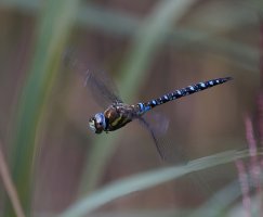 309A5906-DxO_Migrant_Hawker_dragonfly_flying-lsss.jpeg 309A5906-DxO_Migrant_Hawker_dragonfly_flying-lsss.jpeg