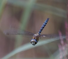 309A5910-DxO_Migrant_Hawker_dragonfly_flying_face_on-lsss.jpeg 309A5910-DxO_Migrant_Hawker_dragonfly_flying_face_on-lsss.jpeg