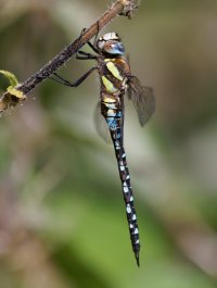 309A6111_DxO_Migrant_Hawker_side-ls-sm.jpg 309A6111_DxO_Migrant_Hawker_side-ls-sm.jpg