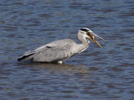 309A5522-DxO_Grey_Heron+fish_700mm-dn.jpeg