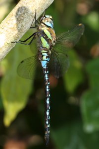 migrant_hawker_02.JPG migrant_hawker_02.JPG