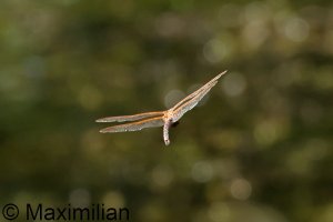 brown_hawker_2023_01.JPG brown_hawker_2023_01.JPG