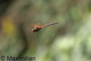 brown_hawker_2023_03.JPG brown_hawker_2023_03.JPG