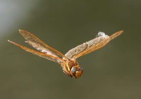 309A4019-DxO_brown_hawker_dragonfly_flying-lssmCR.jpg 309A4019-DxO_brown_hawker_dragonfly_flying-lssmCR.jpg