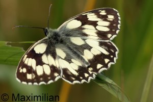 marbled_white_2023_01.JPG