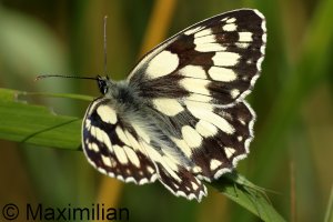 marbled_white_2023_02.JPG