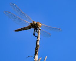 RFIV6780.jpg RFIV6780.jpg