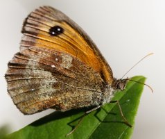 3R3A0959-DxO_Gatekeeper_Butterfly_mm-ls.jpeg
