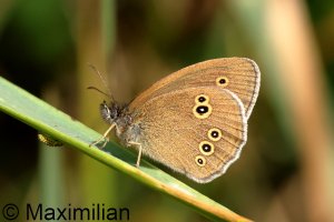 ringlet_2023_01.JPG