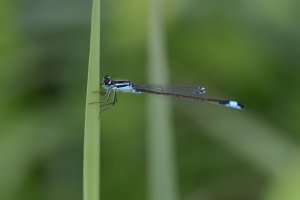 20230826 1215 10 Nederland Woerden - Canon EOS R5 - EF180mm f-3.5L Macro USM at 180 mm - - I...jpeg 20230826 1215 10 Nederland Woerden - Canon EOS R5 - EF180mm f-3.5L Macro USM at 180 mm - - I...jpeg