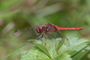 20230826 1254 38 Nederland Woerden - Canon EOS R5 - EF180mm f-3.5L Macro USM at 180 mm - - I...jpeg 20230826 1254 38 Nederland Woerden - Canon EOS R5 - EF180mm f-3.5L Macro USM at 180 mm - - I...jpeg