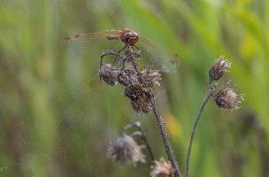 20230826 1522 47 Nederland Woerden - Canon EOS R8 - RF100mm F2.8 L MACRO IS USM at 100 mm - ...jpeg 20230826 1522 47 Nederland Woerden - Canon EOS R8 - RF100mm F2.8 L MACRO IS USM at 100 mm - ...jpeg