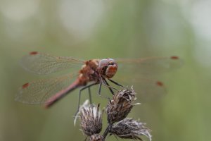20230826 1533 37 Nederland Woerden - Canon EOS R8 - RF100mm F2.8 L MACRO IS USM at 100 mm - ...jpeg 20230826 1533 37 Nederland Woerden - Canon EOS R8 - RF100mm F2.8 L MACRO IS USM at 100 mm - ...jpeg