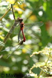 darter_rud_2023_08.JPG darter_rud_2023_08.JPG