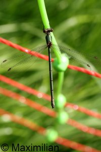 willow_2023_02.JPG willow_2023_02.JPG