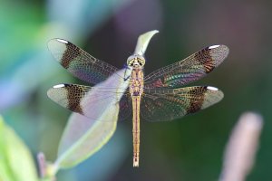 20200725 0727 Nederland Zwolle - Canon EOS RP - EF180mm f-3.5L Macro USM at 180 mm - IMG_3876...jpeg 20200725 0727 Nederland Zwolle - Canon EOS RP - EF180mm f-3.5L Macro USM at 180 mm - IMG_3876...jpeg