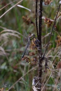 20230826 1248 09 Nederland Woerden - Canon EOS R5 - EF180mm f-3.5L Macro USM at 180 mm - - I...jpeg 20230826 1248 09 Nederland Woerden - Canon EOS R5 - EF180mm f-3.5L Macro USM at 180 mm - - I...jpeg
