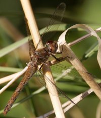 Comon_Darter_Dragonfly.jpg