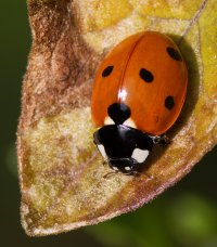 309A6403_DxO_Ladybird_LS-2.jpg