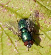 309A6427_DxO_Greenbottle_Fly_LS-2.jpg