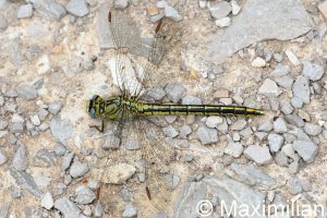 clubtail_2023_01.JPG