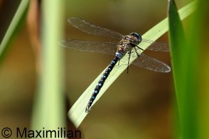 migrant_hawker_2023_04.JPG
