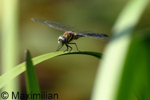 migrant_hawker_2023_05.JPG