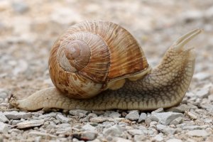 roman_snail_2023_01.JPG