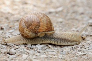 roman_snail_2023_02.JPG