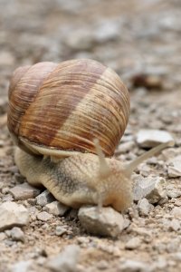 roman_snail_2023_03.JPG