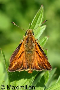 large_skipper_2023_01.JPG