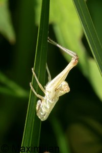 grasshopper_exuvia_2023_01.JPG