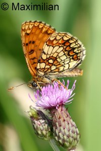 heath_fritillary_2023_02.JPG