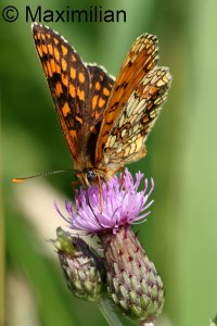 heath_fritillary_2023_03.JPG